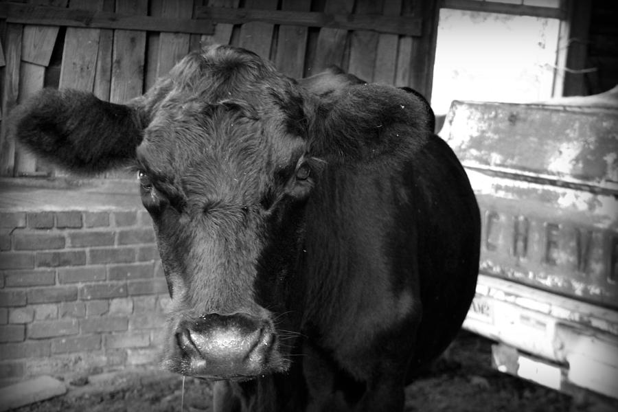 Black Cow Photograph by Kelly Hazel