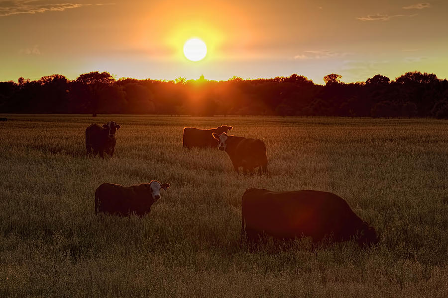 Black Cow Sun Photograph by Gary Holmes