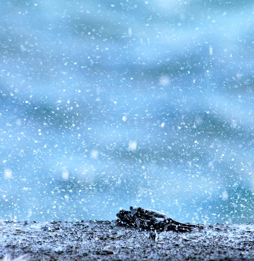 Black crab in the ocean spray  Photograph by Lehua Pekelo-Stearns