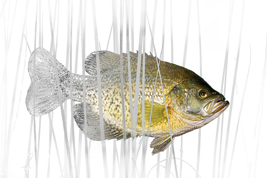 Black Crappie Pan Fish in the Reeds Photograph by Randall Nyhof