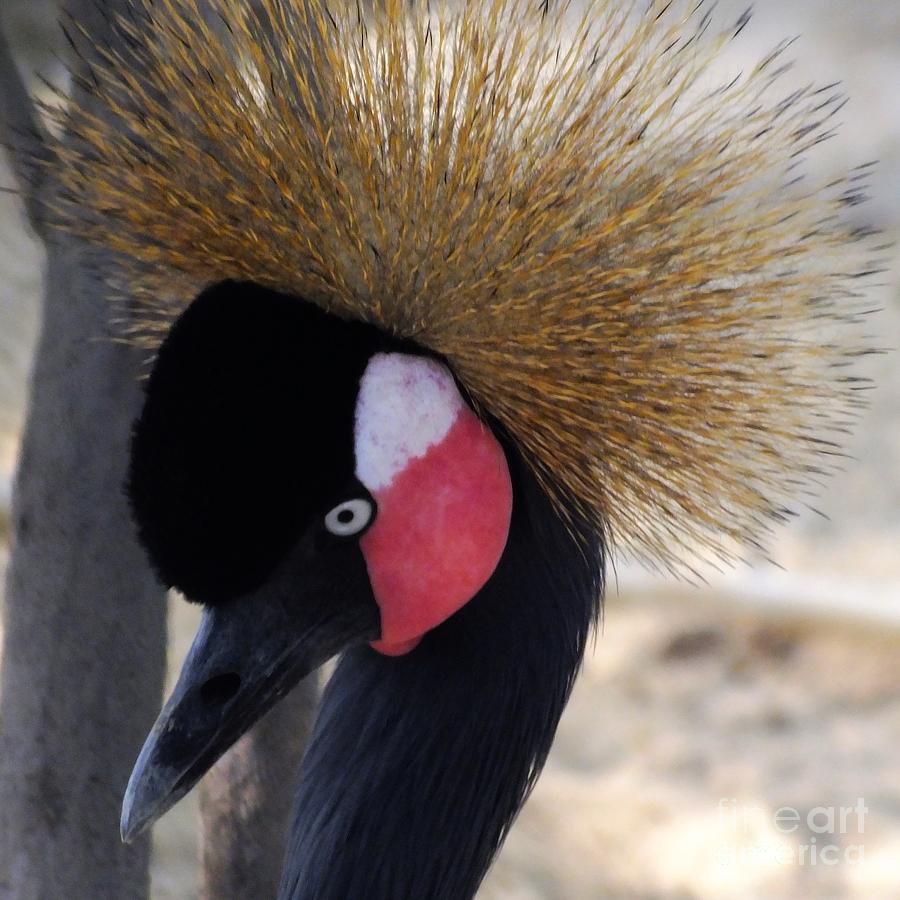 Black Crested Crown Photograph by Scott Cameron