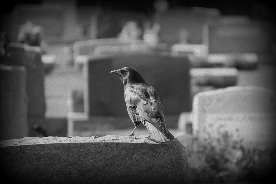 Black Crow on Grave Stone Photograph by Valerie Collins