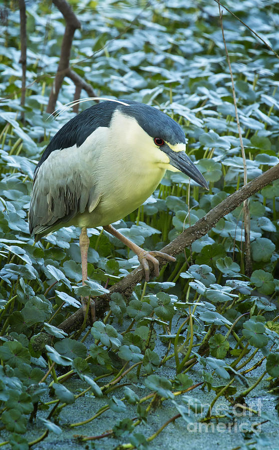 Black Crown Night Heron Photograph by Carrie Cranwill
