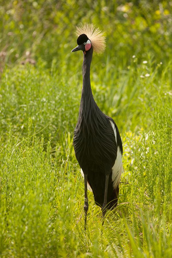 Black Crowned Crane at International Crane Foundation Photograph by Natural Focal Point Photography