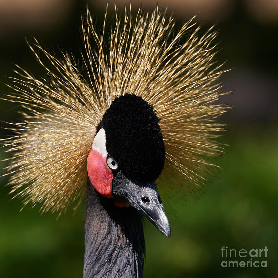 Black Crowned Crane Photograph by Nick  Biemans
