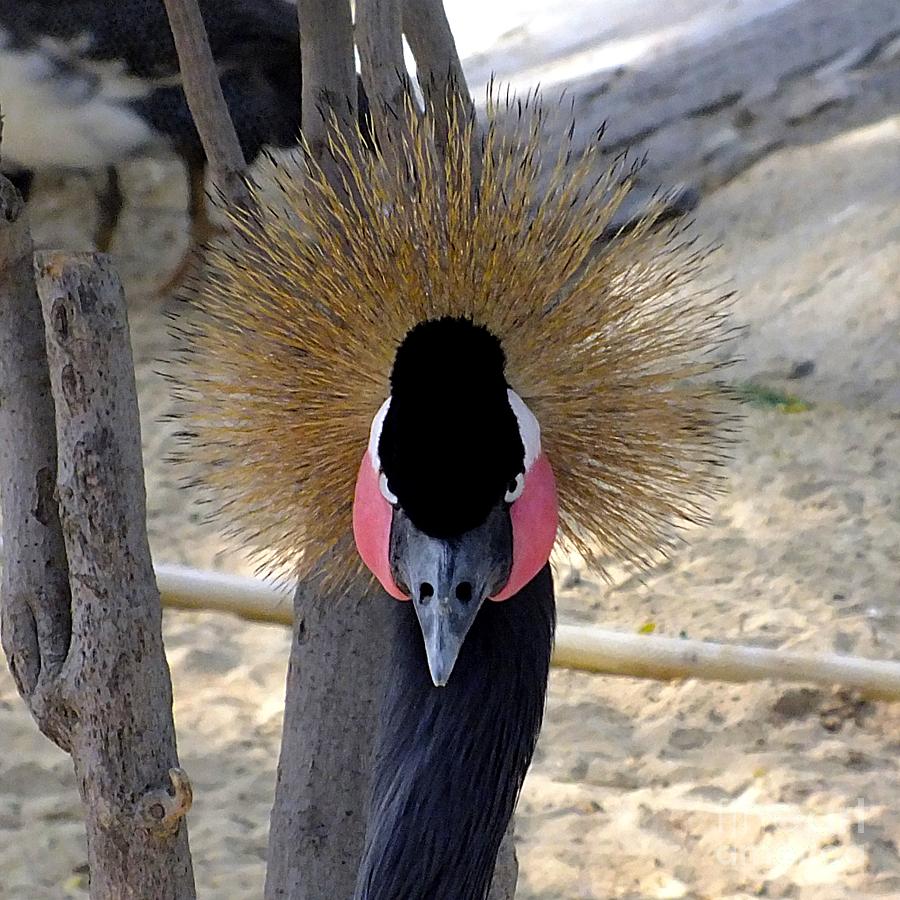 Black Crowned Crane Photograph by Scott Cameron