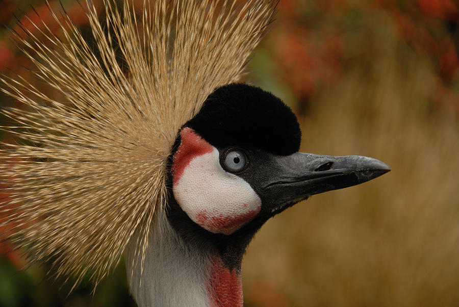 Black Crowned Crane Photograph