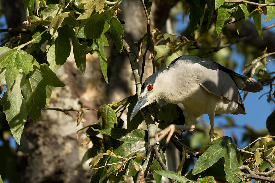 Heron Photograph - Black-crowned Heron Looking for Nesting Material by Kathleen Bishop
