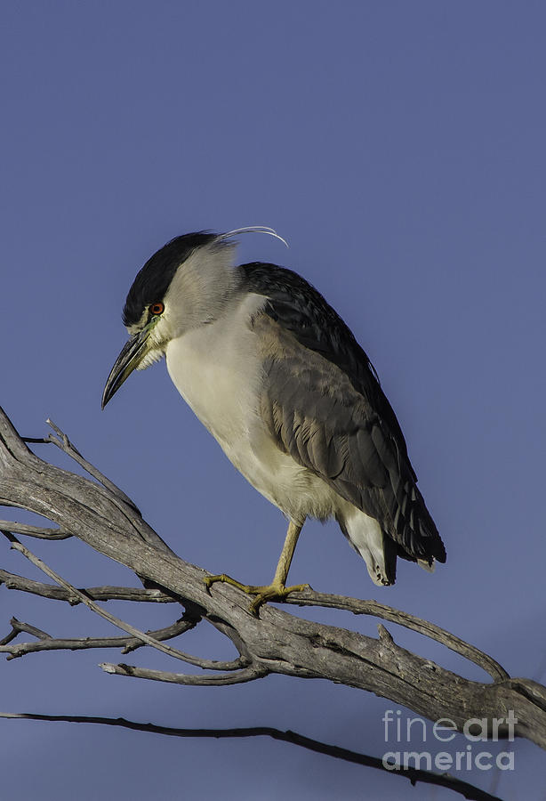 Black-Crowned Night Heron 2 Photograph by Mitch Shindelbower