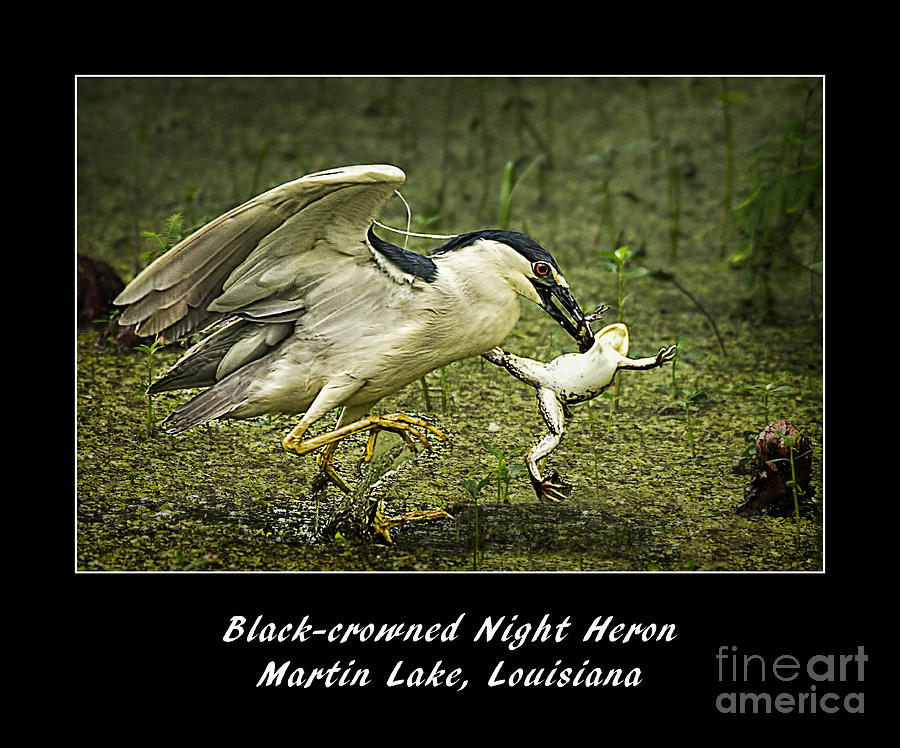 Bird Photograph - Black-crowned Night Heron at Martin Lake by Priscilla Burgers