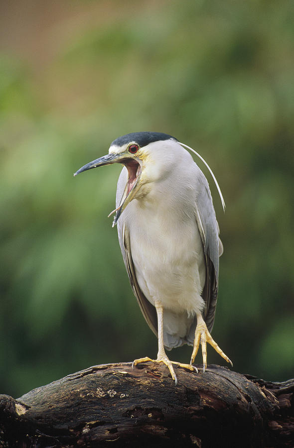 Black-crowned Night Heron Calling Photograph by Konrad Wothe Black-crowned Night Heron Calling Photograph by Konrad Wothe