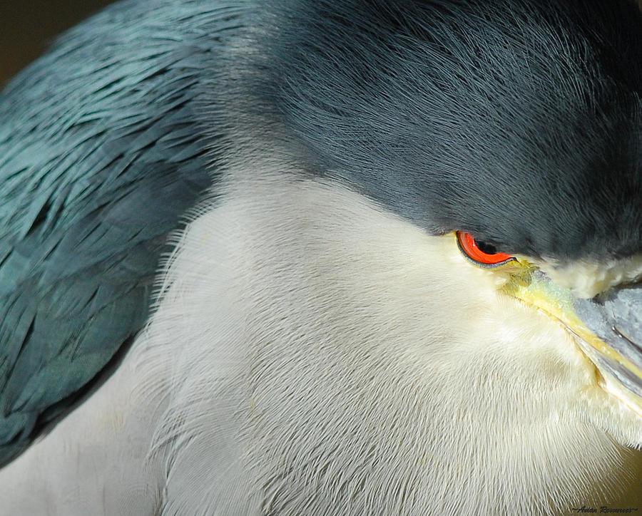 Black-crowned Night Heron Close-up Photograph by Avian Resources