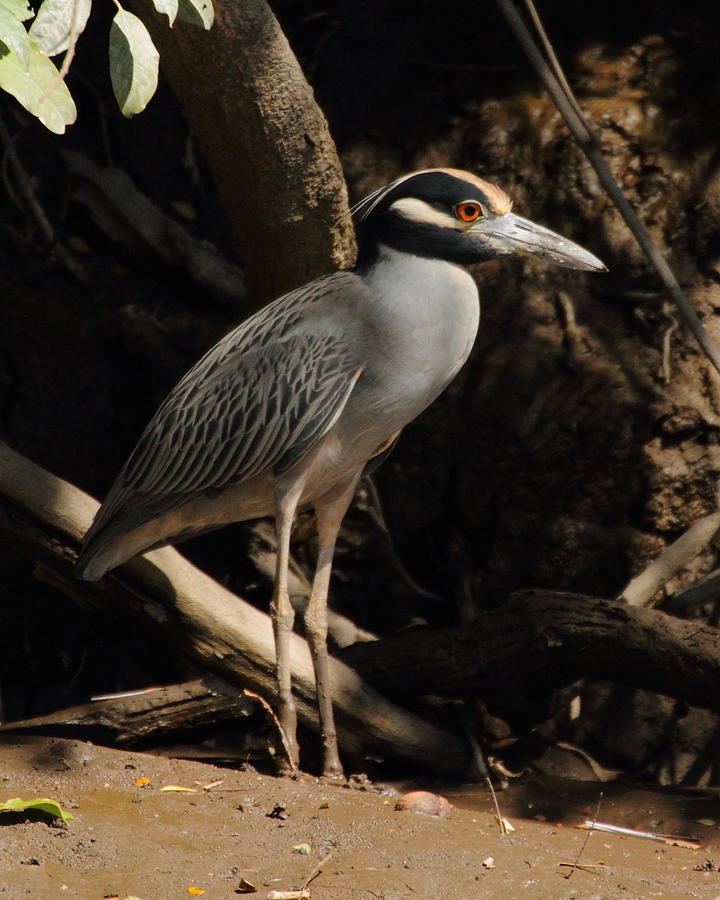 Heron Photograph - Black Crowned Night Heron by Coby Cooper
