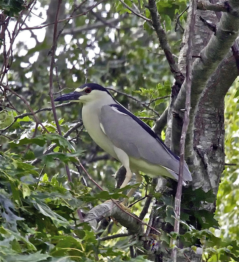 Black Crowned Night Heron Photograph by Constantine Gregory