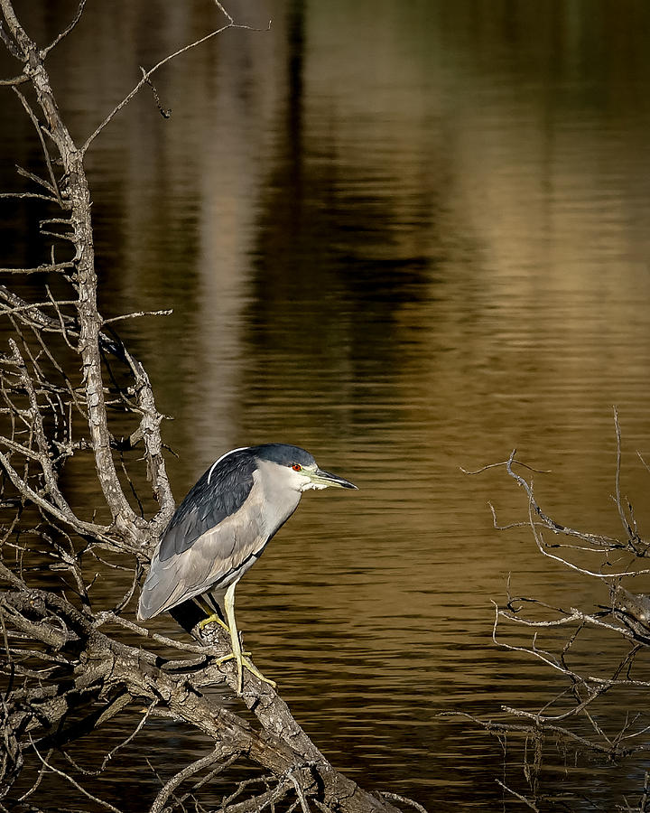 Black Crowned Night Heron Photograph by Ernest Echols