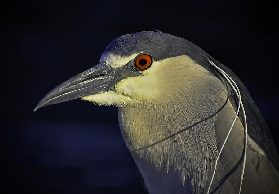 Black Crowned Night Heron Photograph by George Davidson