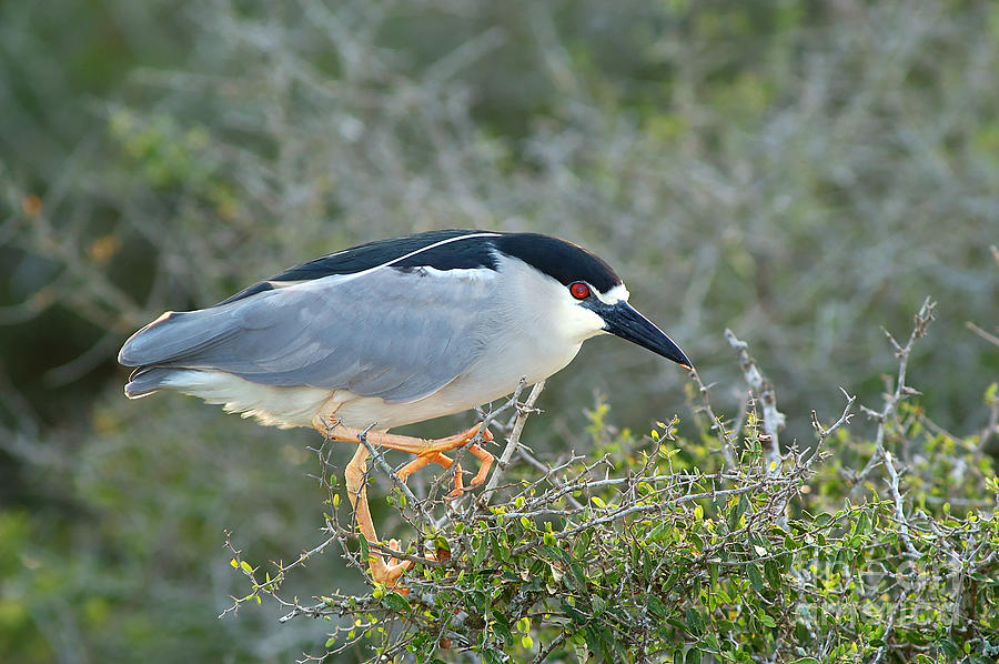 Black-crowned Night-heron Photograph by Gregory G. Dimijian
