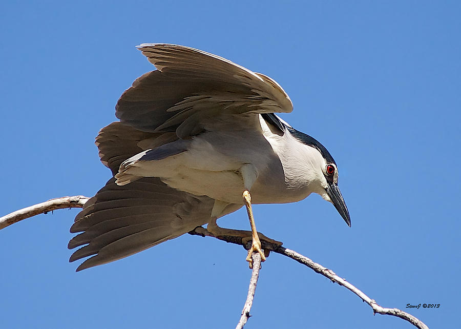 Black Crowned Night Heron Hanging On Photograph by Stephen Johnson