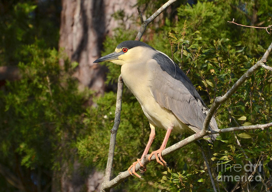 Black Crowned Night Heron In Breeding Plumage Photograph by Kathy Baccari