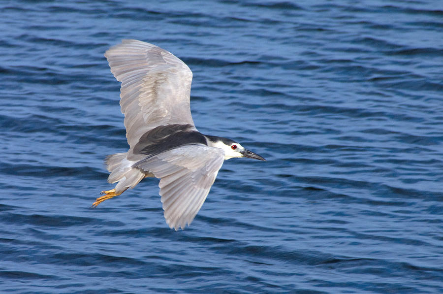 Black Crowned Night Heron in Flight Photograph by Greg Graham