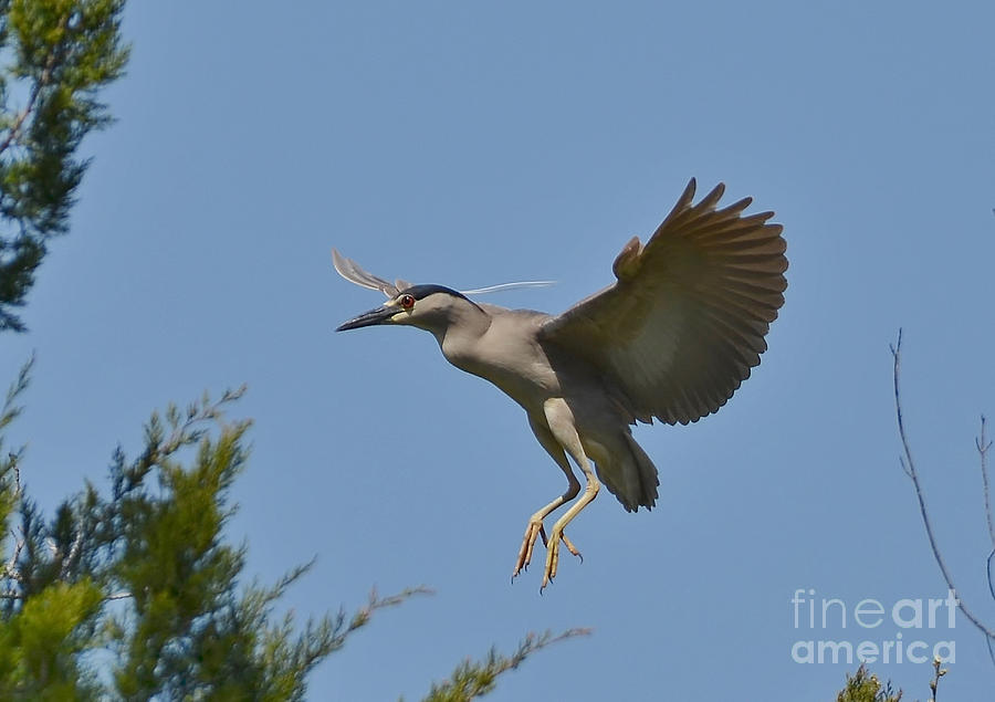 Black Crowned Night Heron In Flight Photograph by Kathy Baccari