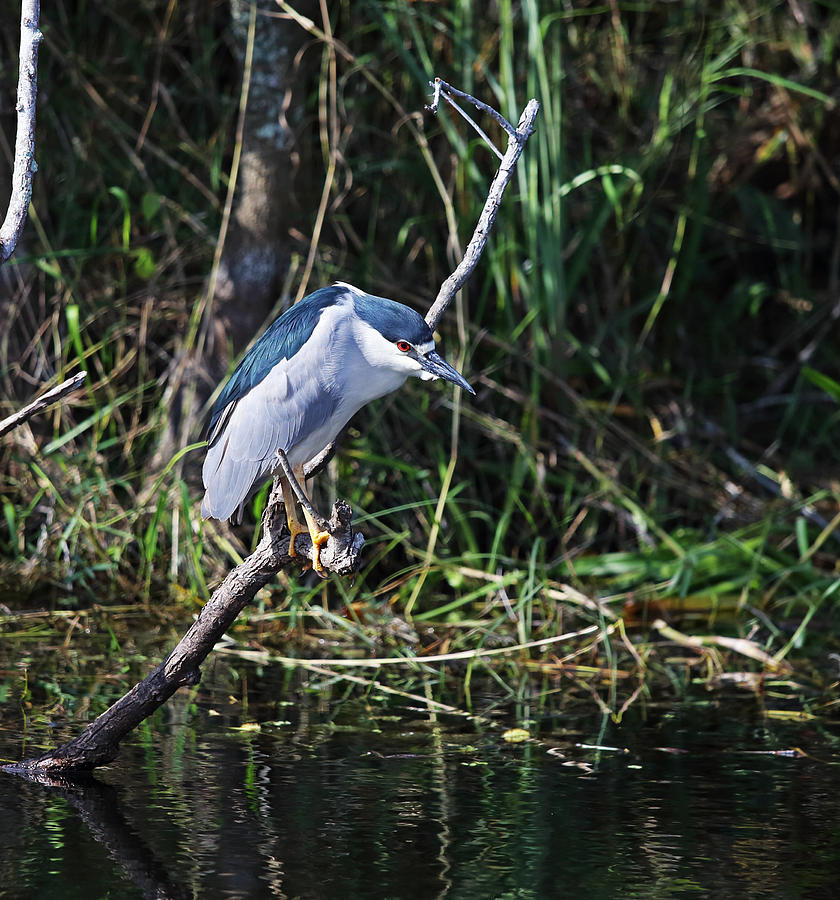 Black Crowned Night Heron Photograph by Jean Clark