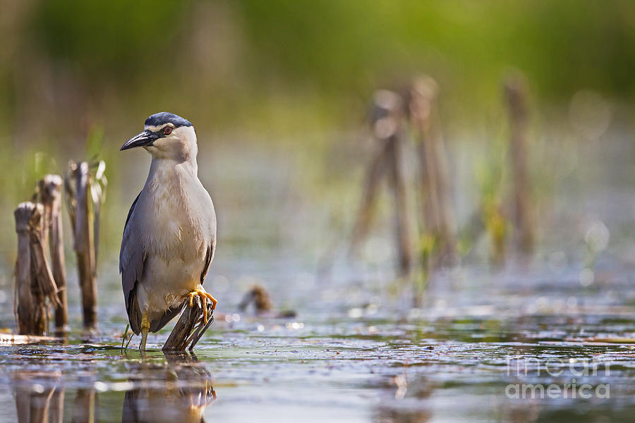 Wildlife Photograph - Black-crowned Night-Heron by Jean-Luc Baron