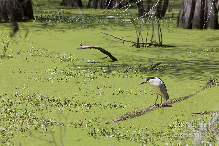 Black-Crowned Night Heron Photograph by Jim West