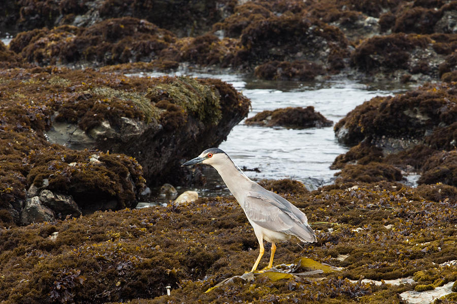 Black-Crowned Night Heron Photograph by John Daly