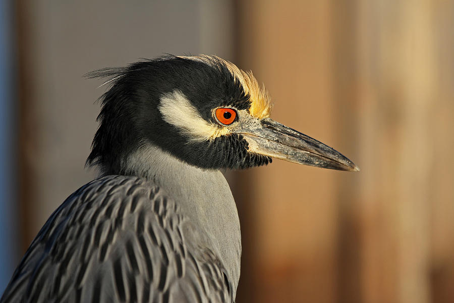 Black Crowned Night Heron Photograph by Juergen Roth