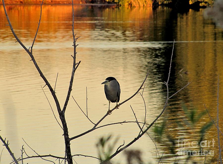 Black-crowned Night Heron Photograph by Marilyn Smith