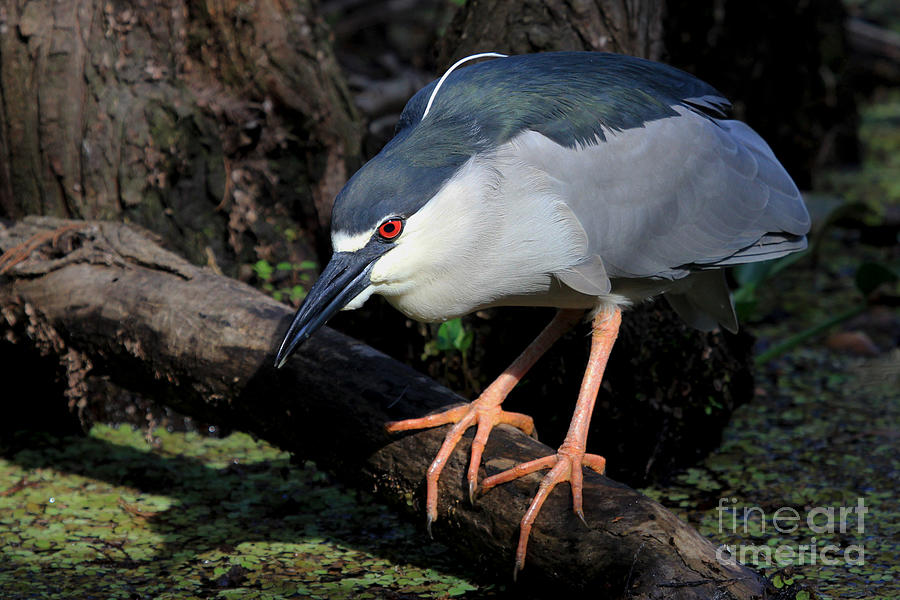 Black-crowned Night Heron Photograph by Meg Rousher