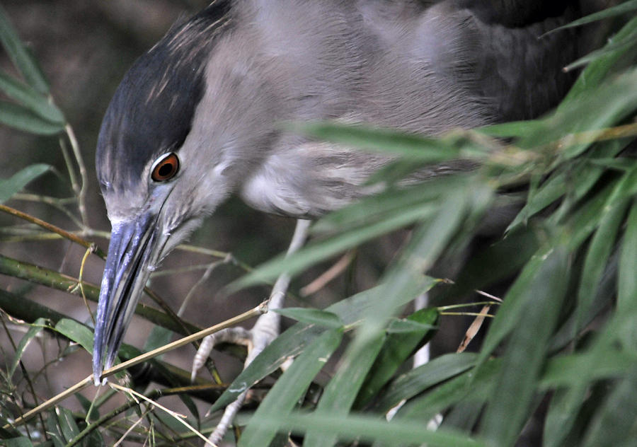 Black-crowned Night Heron Photograph by Mike Martin