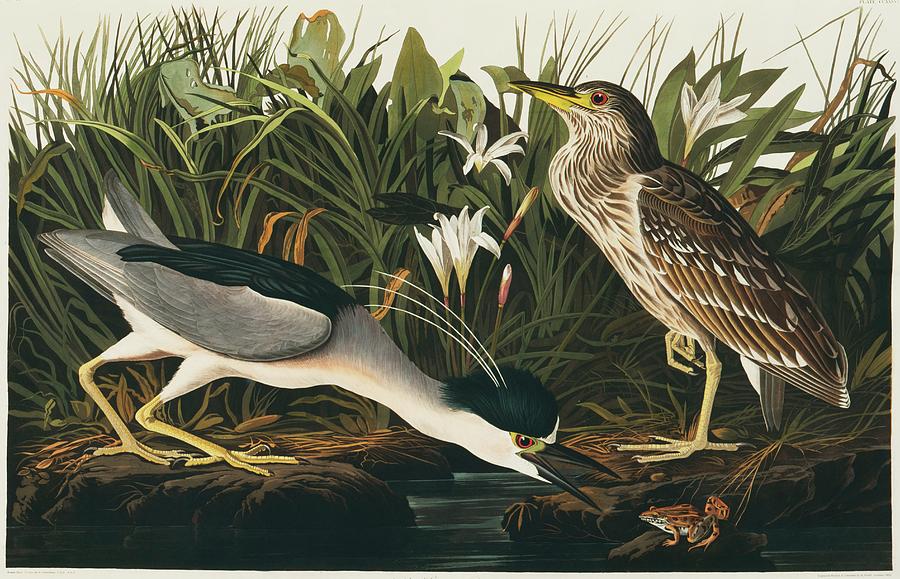 Black-crowned Night Heron Photograph by Natural History Museum, London/science Photo Library