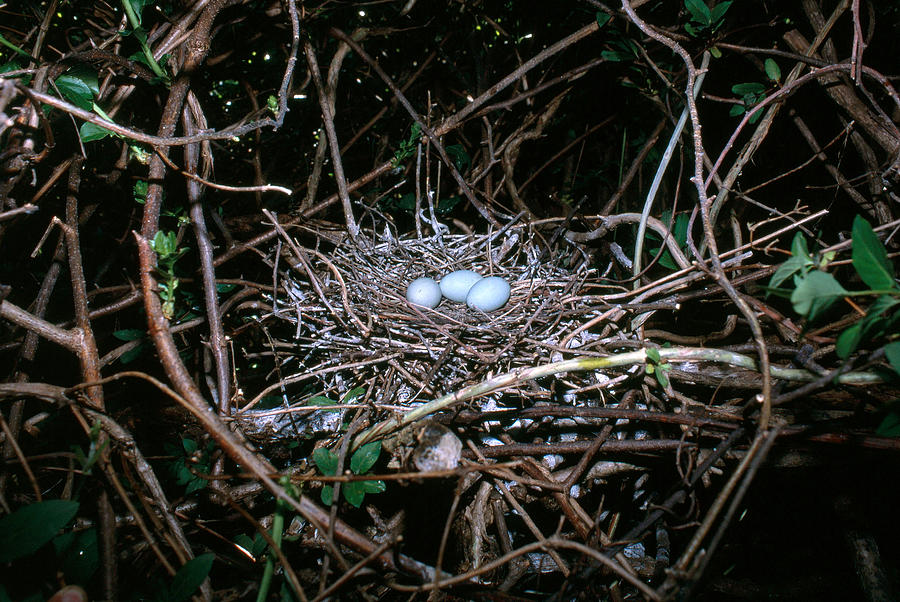 Black-crowned Night Heron Nest Photograph by Paul J. Fusco