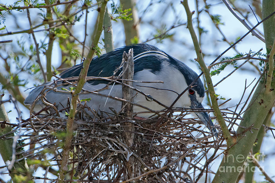 Black-crowned Night-heron On Nest Photograph by Anthony Mercieca