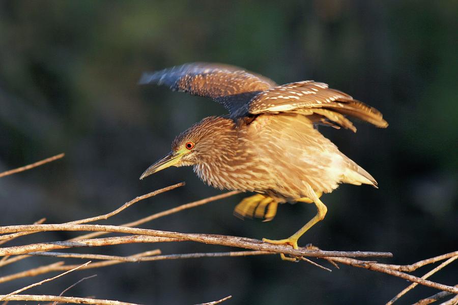 Black-crowned Night Heron Photograph by Photostock-israel/science Photo Library