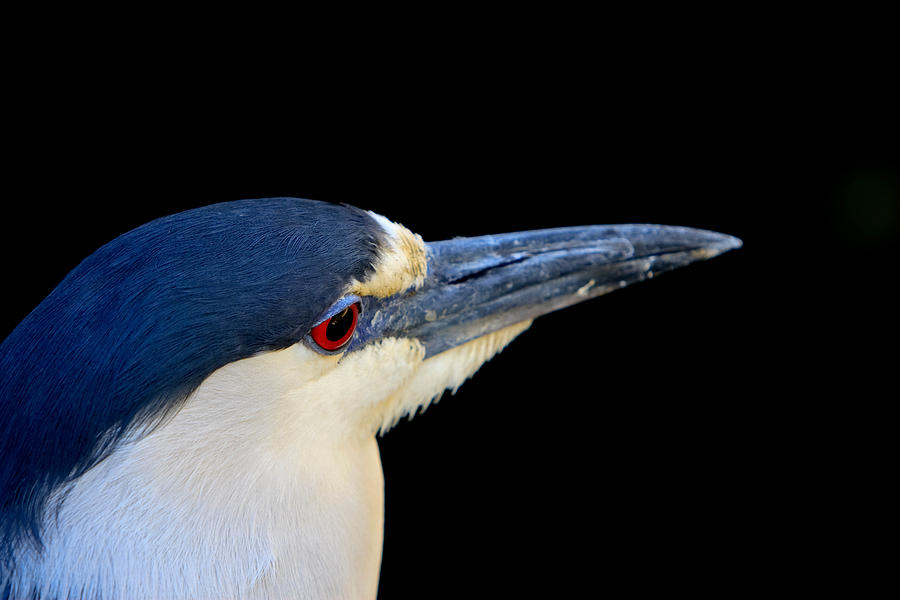 Nature Photograph - Black-crowned Night Heron  by RM Vera
