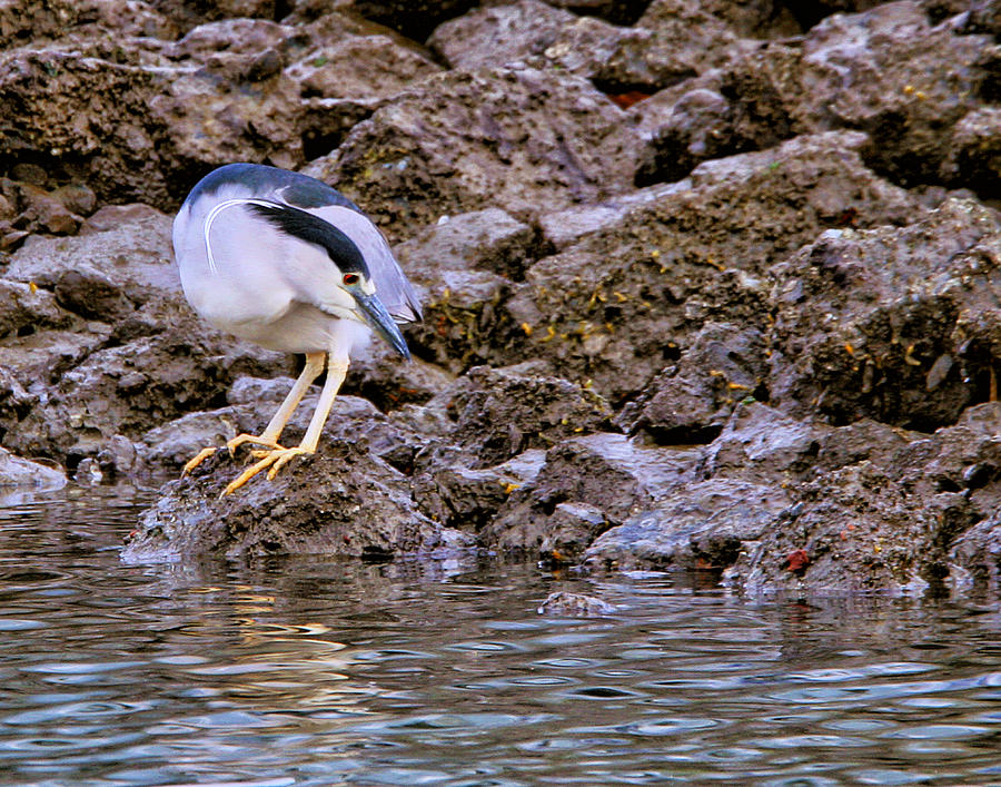 Black Crowned NIght Heron Photograph by Robert Woodward