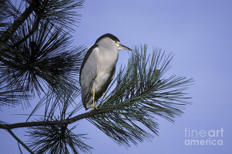 Black-crowned Night Heron Photograph by Ron Sanford
