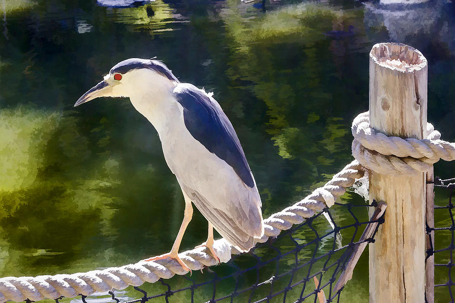 Black Crowned Night Heron Digital Art by Photographic Art by Russel Ray Photos
