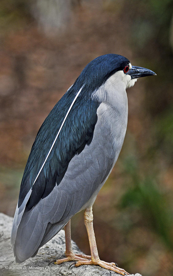 Black-crowned Night Heron Photograph by Winston D Munnings
