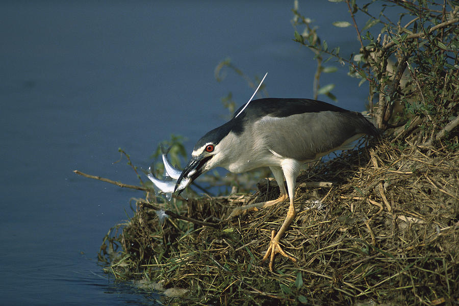 Black-crowned Night Heron With Two Fish Photograph by Konrad Wothe