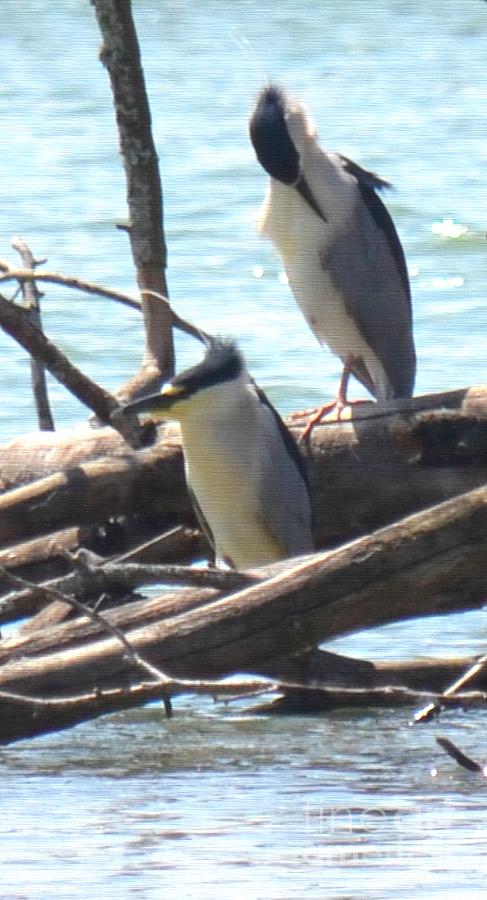 Black-Crowned Night Herons Photograph by Maria Urso