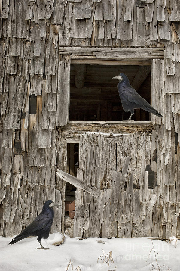 Crow Photograph - Black crows at the old barn by Edward Fielding