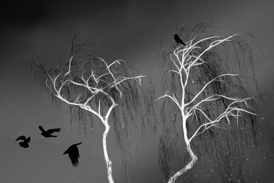 Black Crows - White Trees  Photograph by Richard Piper