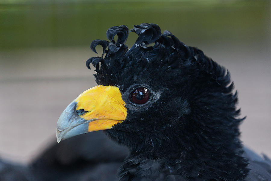 Black Curassow Or Crested Curassow Or Photograph by Jon G. Fuller - Pixels