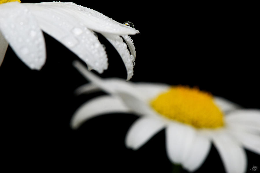 Black Daisy Reflection by Lisa Knechtel Black Daisy Reflection by Lisa Knechtel