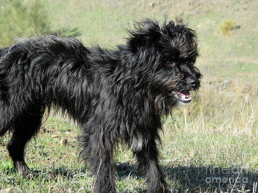 Black dog in Salobrena #3 Photograph by Chani Demuijlder