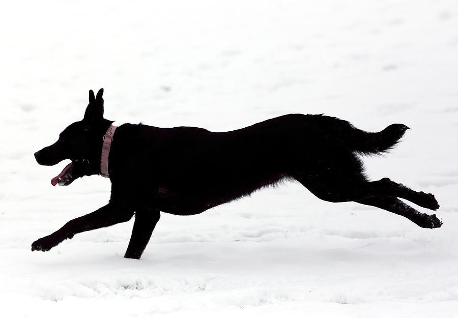 Black Dog Photograph by David Harding
